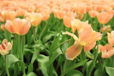 Bahar mevsiminde lale çiçekleriyle dolu tarla, turuncu lale.