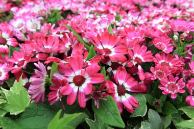 Dimorphotheca ecklonis ya da Osteospermum ya da Afrikalı Daisy çiçekleri tamamen çiçek açmış.