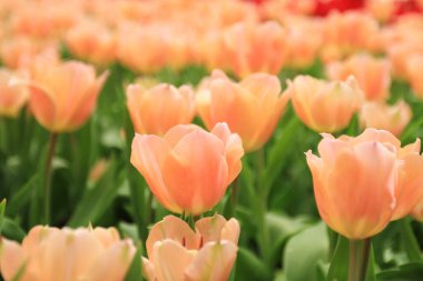 Bahar mevsiminde lale çiçekleriyle dolu tarla, turuncu lale.