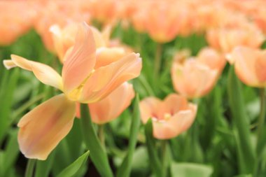 Bahar mevsiminde lale çiçekleriyle dolu tarla, turuncu lale.