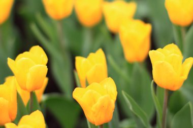 Tulipa 'nın vurulması, Özgür Adam Nisan' da bir bahçede çiçek açtı. 