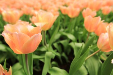 Bahar mevsiminde lale çiçekleriyle dolu tarla, turuncu lale.