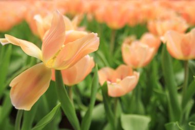 Bahar mevsiminde lale çiçekleriyle dolu tarla, turuncu lale.