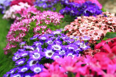 Dimorphotheca ecklonis ya da Osteospermum ya da Afrikalı Daisy çiçekleri tamamen çiçek açmış.