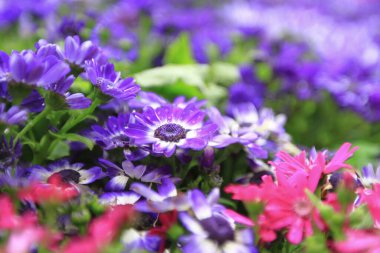 Dimorphotheca ecklonis ya da Osteospermum ya da Afrikalı Daisy çiçekleri tamamen çiçek açmış.