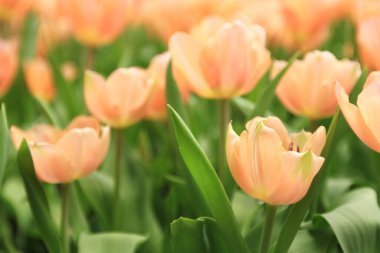 Bahar mevsiminde lale çiçekleriyle dolu tarla, turuncu lale.