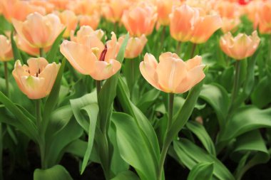 Bahar mevsiminde lale çiçekleriyle dolu tarla, turuncu lale.