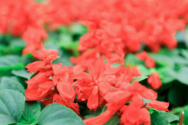 Una Hermosa Flor Roja Jardín Patrón Flor Roja —  Fotos de Stock
