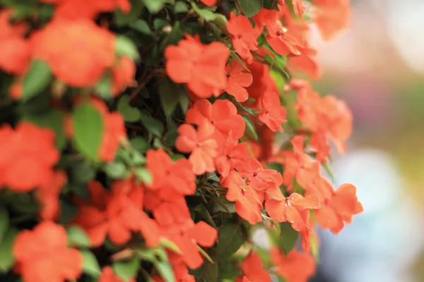 Gran Grupo Mixto Flores Impatiens Walleriana Soleado Jardín Verano —  Fotos de Stock