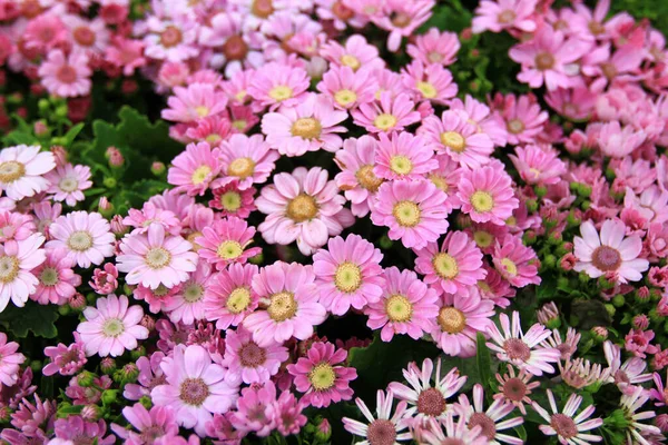 Dimorphotheca Ecklonis Oder Osteospermum Oder Afrikanische Gänseblümchen Voller Blüte — Stockfoto