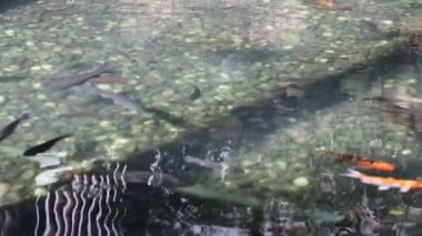 Renkli dekoratif balıklar suni bir gölette yüzerler, yukarıdan görünürler.