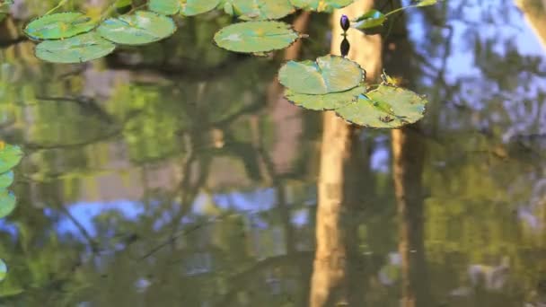 Mooie Waterlelies Lotusbloemen Een Vijver — Stockvideo