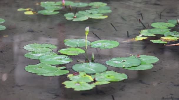 Mooie Waterlelies Lotusbloemen Een Vijver — Stockvideo