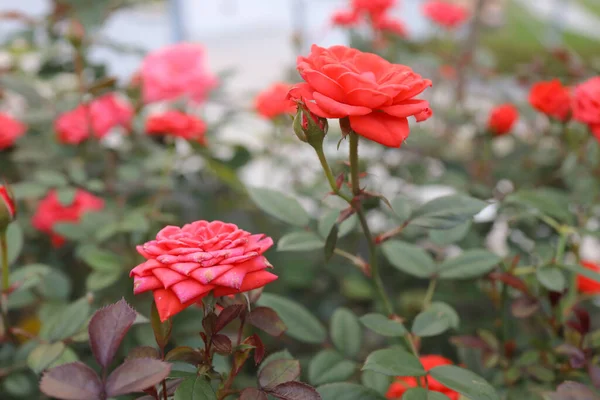 Die Kleinen Rosen Blühen Tko Park — Stockfoto