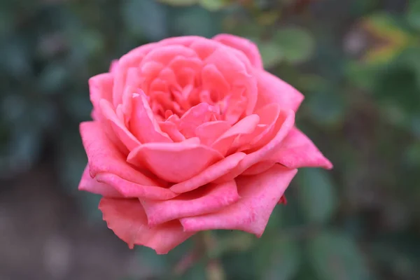 在Tko公园里的小玫瑰花 — 图库照片