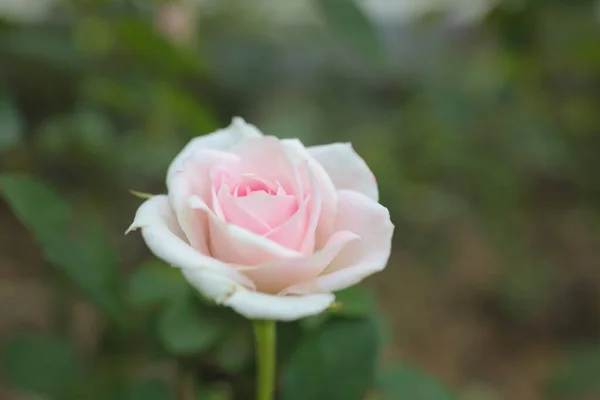 Die Kleinen Rosen Blühen Tko Park — Stockfoto