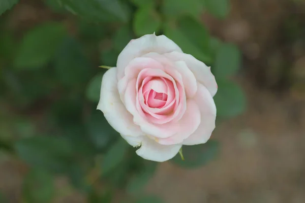 Bunga Mawar Kecil Taman Tko — Stok Foto