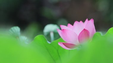 bir nilüfer çiçeği yaz zamanı açar, hk