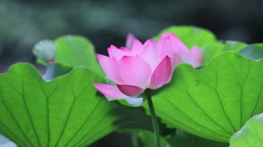 a  lotus flower blossom at summer time hk