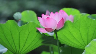 bir nilüfer çiçeği yaz zamanı açar, hk