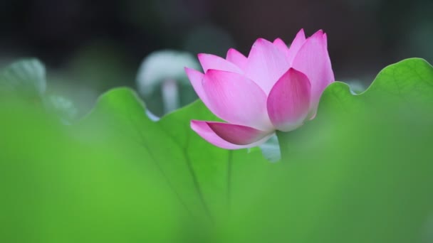 Lotus Flower Blossom Summer Time — Stock Video