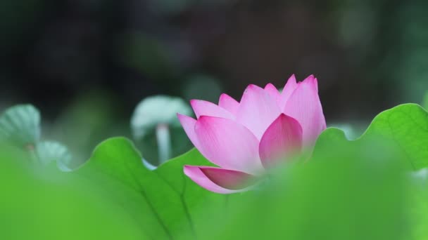 Een Lotus Bloem Bloesem Zomer Tijd — Stockvideo