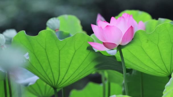 Lótuszvirág Virágzás Nyáron — Stock videók