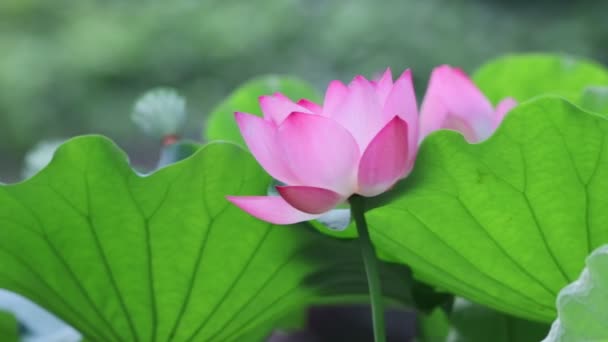 Een Lotus Bloem Bloesem Zomer Tijd — Stockvideo