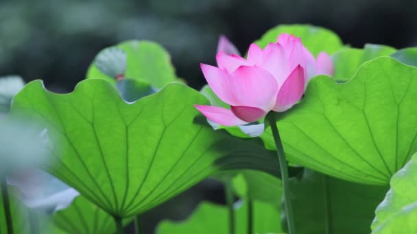 Una Flor Loto Hora Del Verano — Vídeo de stock