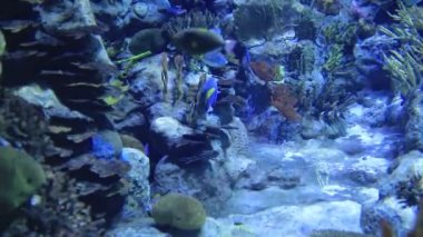 18 Kasım 2018 Akvaryumda mercanlarla birlikte yüzen balıklar