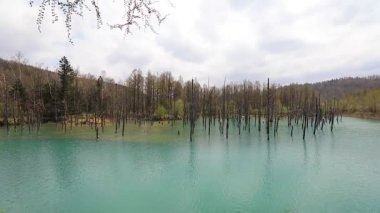 12 Mayıs 2017 Biei, Hokkaido, Japonya 'nın doğal harikası.