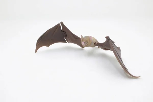 Animal Little Brown Bat Flying Isolated White — Stock Photo, Image