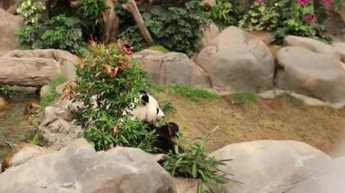 18 Kasım 2017 Dev Panda yavru ayısı Çin 'de ağaçta oturuyor.