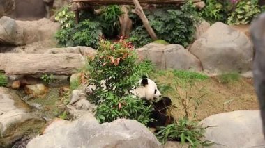 18 Kasım 2017 Dev Panda yavru ayısı Çin 'de ağaçta oturuyor.