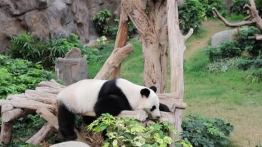 18 Kasım 2017 Dev Panda yavru ayısı Çin 'de ağaçta oturuyor.