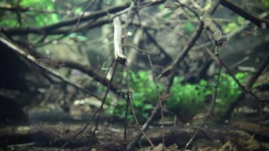 18 Kasım 2017 Balıklı tropikal tatlı su akvaryumu