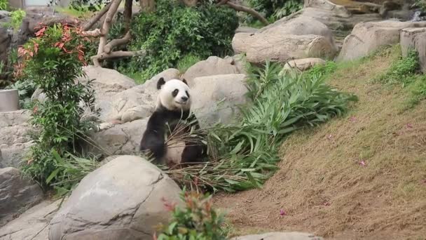 Lis 2017 Gigantyczny Miś Panda Siedzący Drzewie Chinach — Wideo stockowe