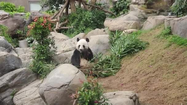 Lis 2017 Gigantyczny Miś Panda Siedzący Drzewie Chinach — Wideo stockowe