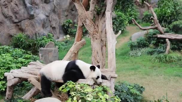 Kasım 2017 Dev Panda Yavru Ayısı Çin Ağaçta Oturuyor — Stok video