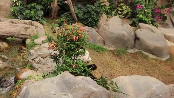 Lis 2017 Gigantyczny Miś Panda Siedzący Drzewie Chinach — Wideo stockowe