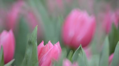 12 Mart 2016 İlkbahar arkaplan veya deseninde lale çiçeği bahçesi