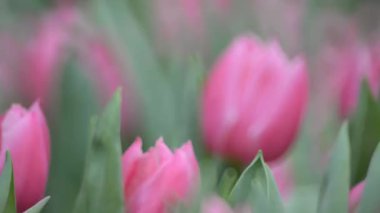 12 Mart 2016 İlkbahar arkaplan veya deseninde lale çiçeği bahçesi