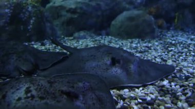 18 Kasım 2016 Akvaryumda mercanlarla yüzen Balıklar