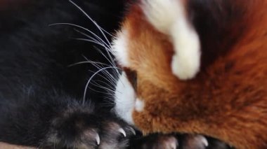 18 Kasım 2016 Kızıl Panda, Firefox veya Küçük Panda