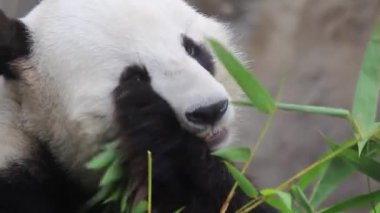 18 Kasım 2016 dev panda bambu yiyor.