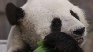 18 Kasım 2016 dev panda bambu yiyor.