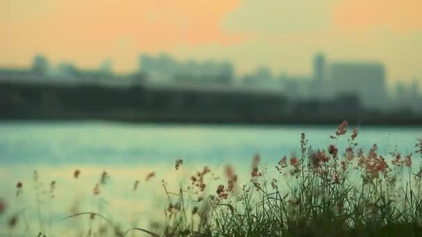 May 2016 Sunset Wasteland Nature Background — Stock Video