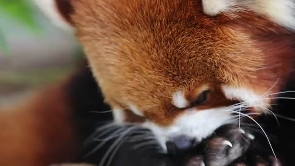 Nov 2016 Panda Vermelho Firefox Panda Menor — Vídeo de Stock