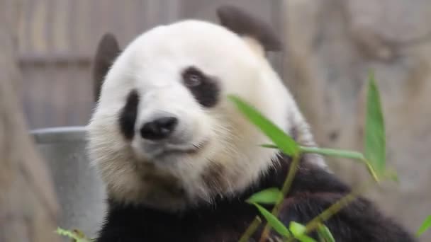 Nov 2016 Oso Panda Gigante Comiendo Bambú — Vídeos de Stock