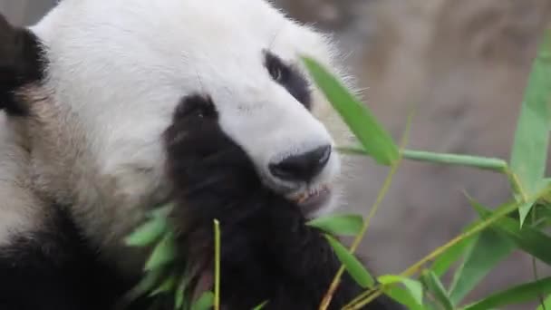 Nov 2016 Óriás Panda Medve Eszik Bambusz — Stock videók